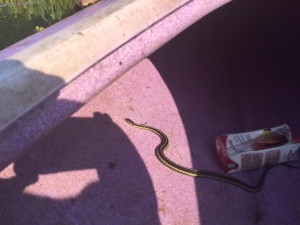 Garter snake in kayak