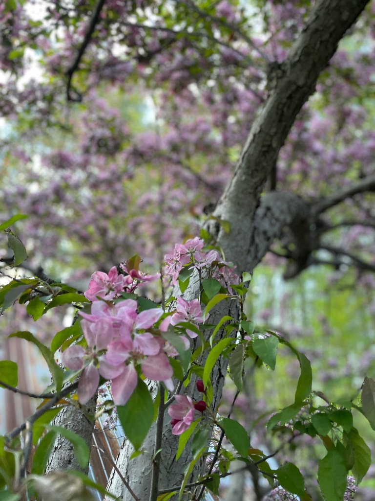 crab apple tree leaves and blooms