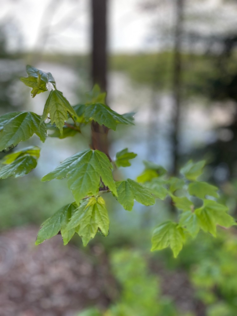 maple leaves on a tree overlooking a lake