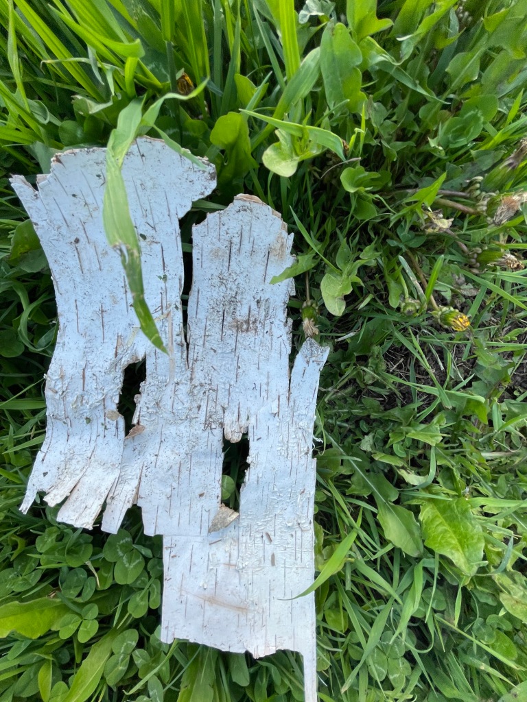 white birch bark against green grass